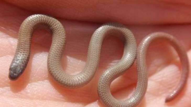 Pink-tailed Worm-lizard Photo: Supplied