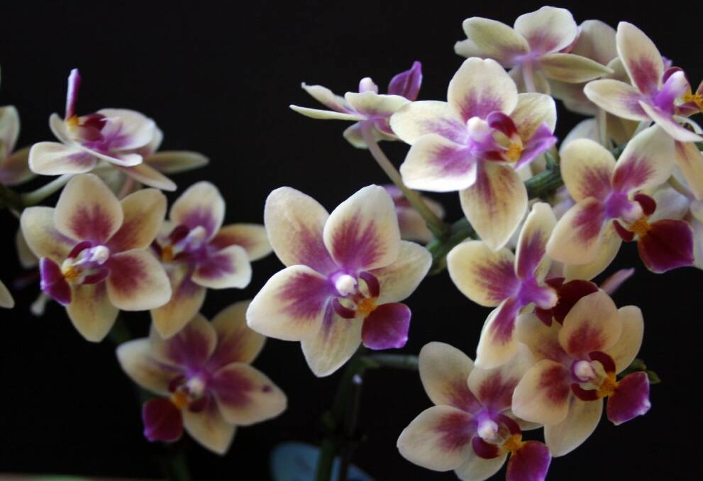 Orchid demand waned. Photo: Supplied