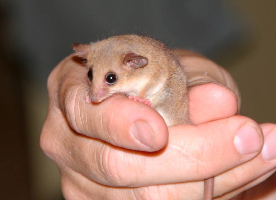 The western pygmy possum is found in a biodiversity hotspot between the Fitzgerald River and Stirling Range national parks. Photo: Picasa 2.6 KMERRIGAN@theage.com.au