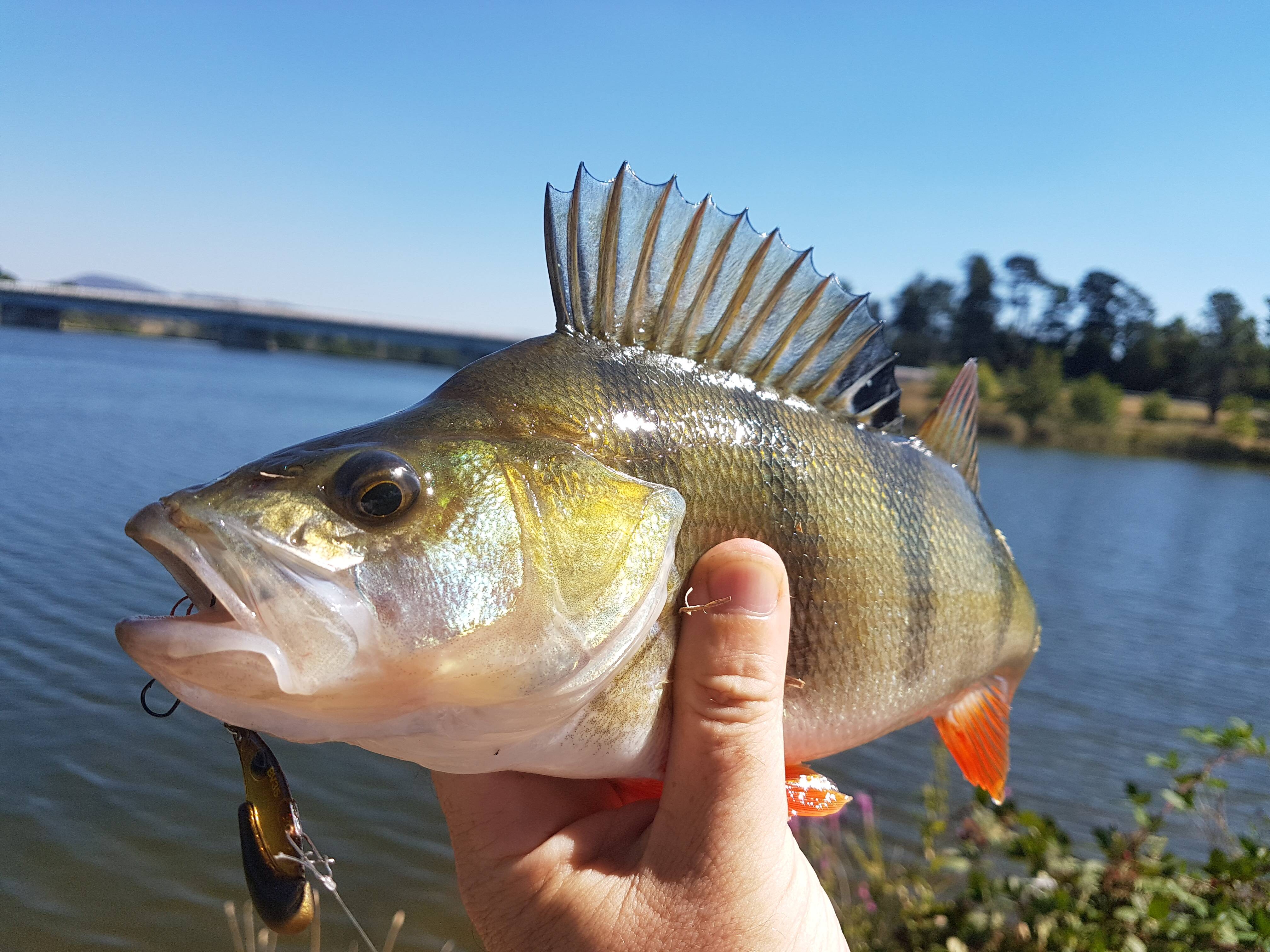 Cheap Redfin Perch fishing lures do they work? 