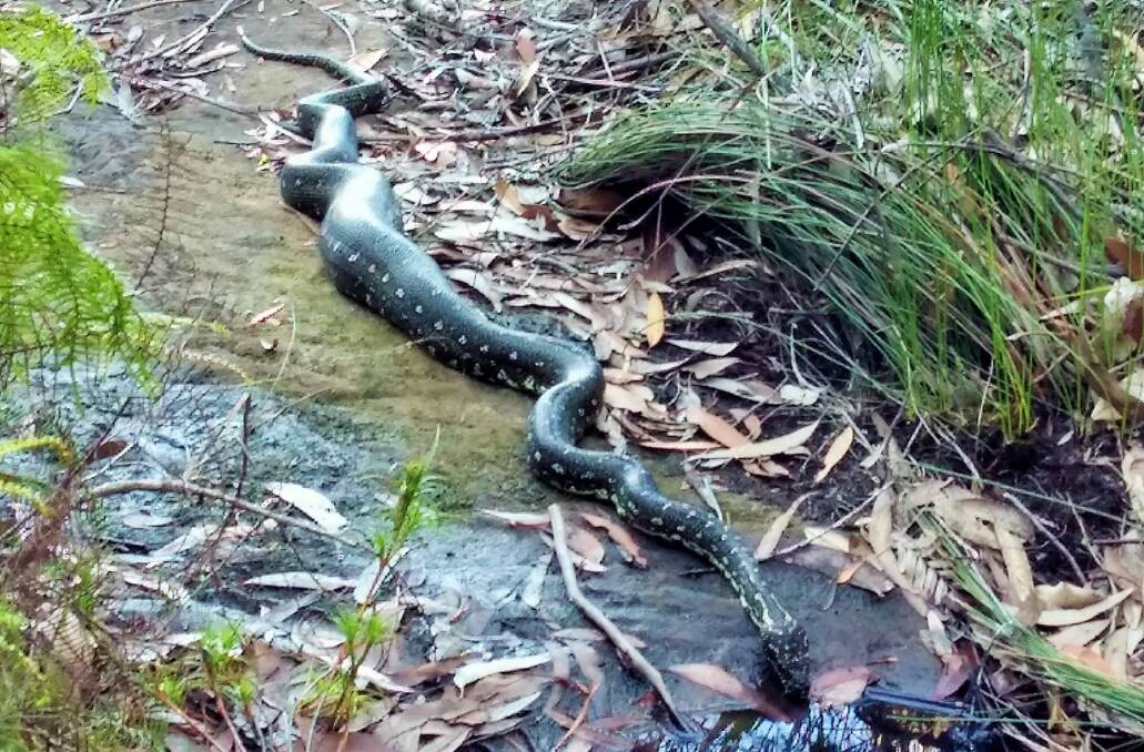 A well-fed python near Bundanoon. Photo: David Osmond