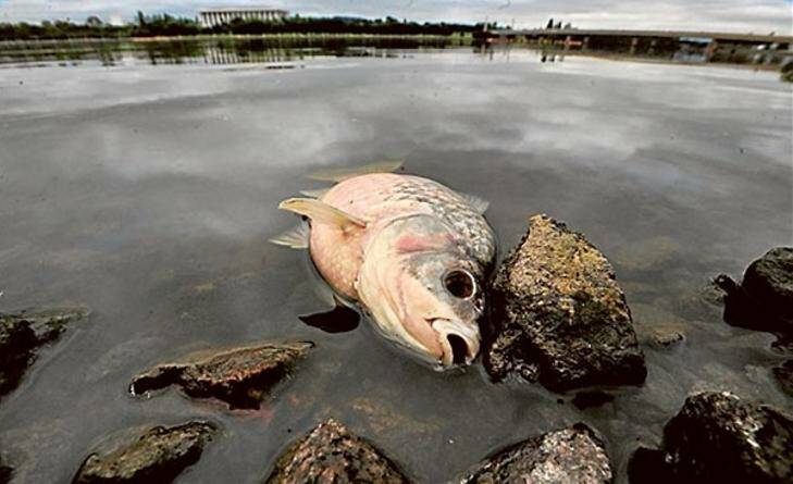 Experts at odds over reason for sudden fish deaths