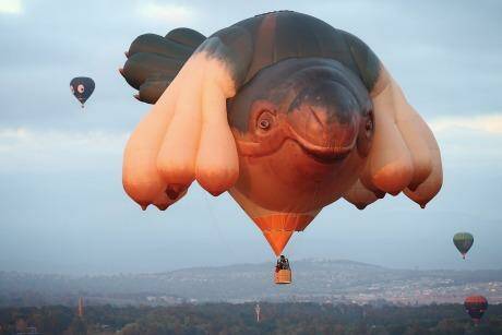 Patricia Piccinini's Skywhale. Photo: Alex Ellinghausen