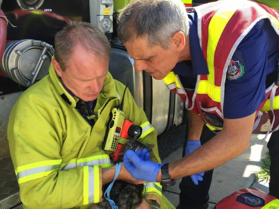 ACT Fire & Rescue senior firefighters Michael Henriksen and Vic Lourandos use an oxygen mask to resuscitate Moke the cat after a Chisholm house fire. Photo: Leigh Curtis