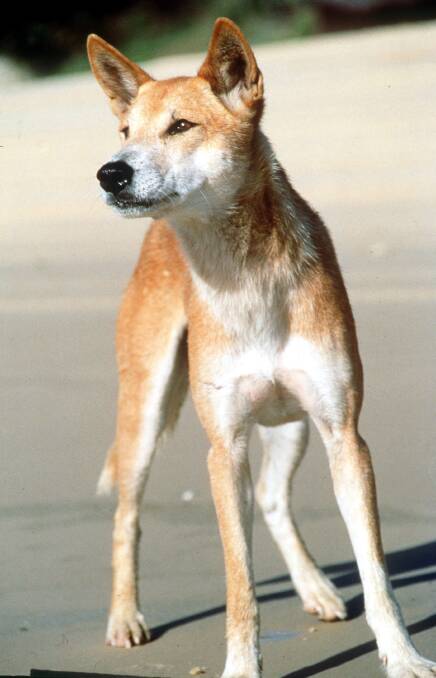 A dingo surveys the beach on Fraser Island. Photo: AAP