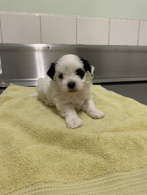 The Maltese-shih tzu cross puppies were examined at the vet and given the all-clear after being recovered by police. Photo: Queensland Police Service
