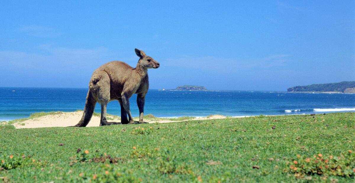 Big boy: Kangaroo at Pebbly Beach. Photo: Klaus Hueneke