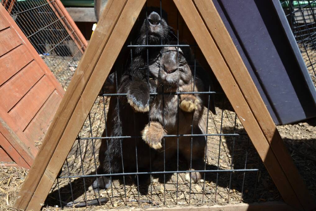 Despite the soaring heat, the animals at the Ainslie did not have basic food, water or shelter. These rabbits crammed into a cage were among those taken by RSPCA ACT. Photo: Supplied