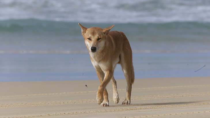 Dr Allen said there were bound to be attacks on Fraser Island because dogs and humans regularly interact. Photo: Peter Rae