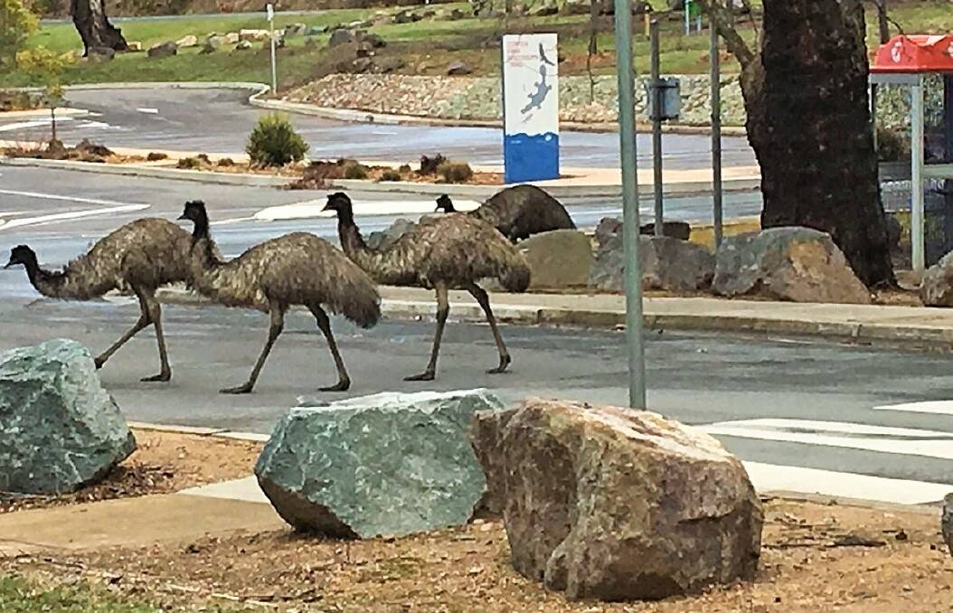 Emus at least try to do the right thing by almost using the crossing at the Cotter. Photo: Dave Walter