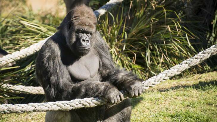The newest member of Mogo Zoo's primate family 36-year-old silverback gorilla Kibabu.