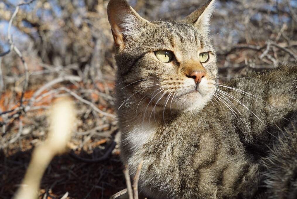 Feral cats have proved difficult to control and have been devastating to native mammals. Photo: Hugh McGregor/ Arid Recovery