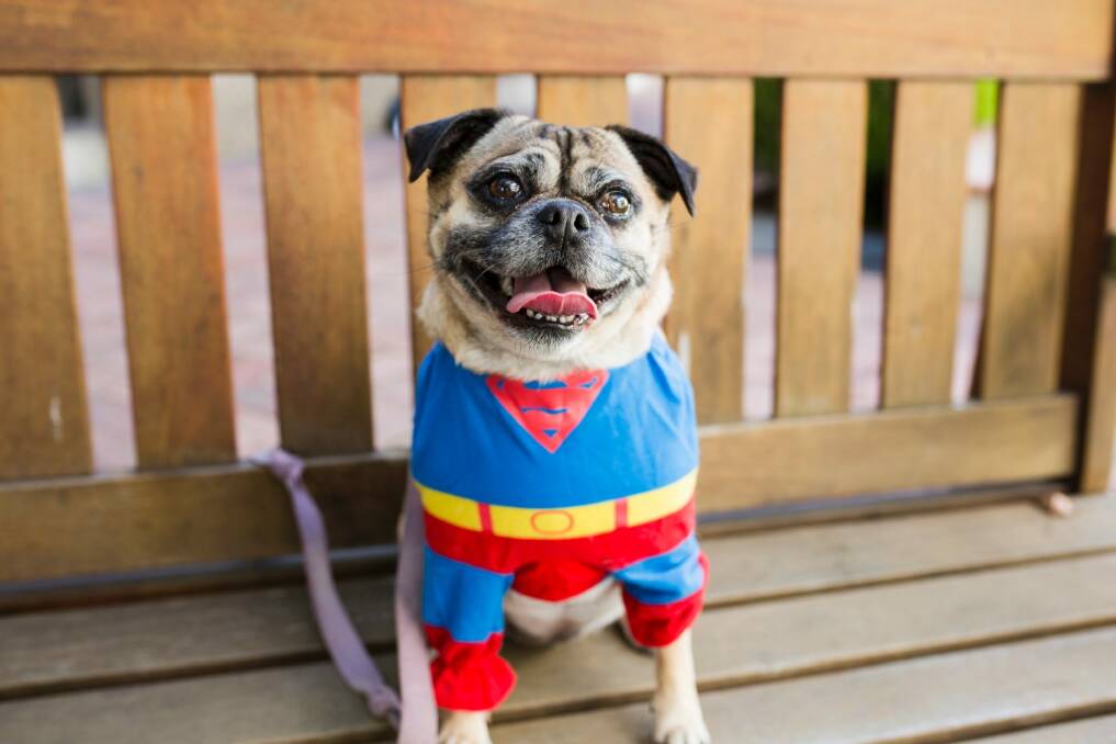 Ruby is getting excited for pug racing at A Taste of Braddon. Photo: Jamila Toderas
