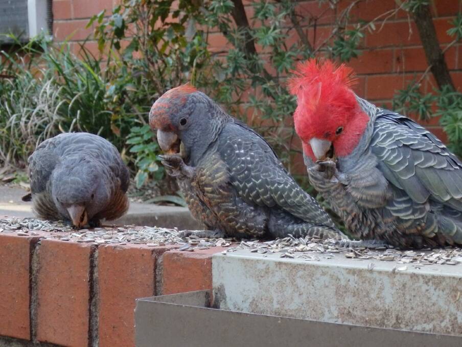 gang gang cockatoo predators