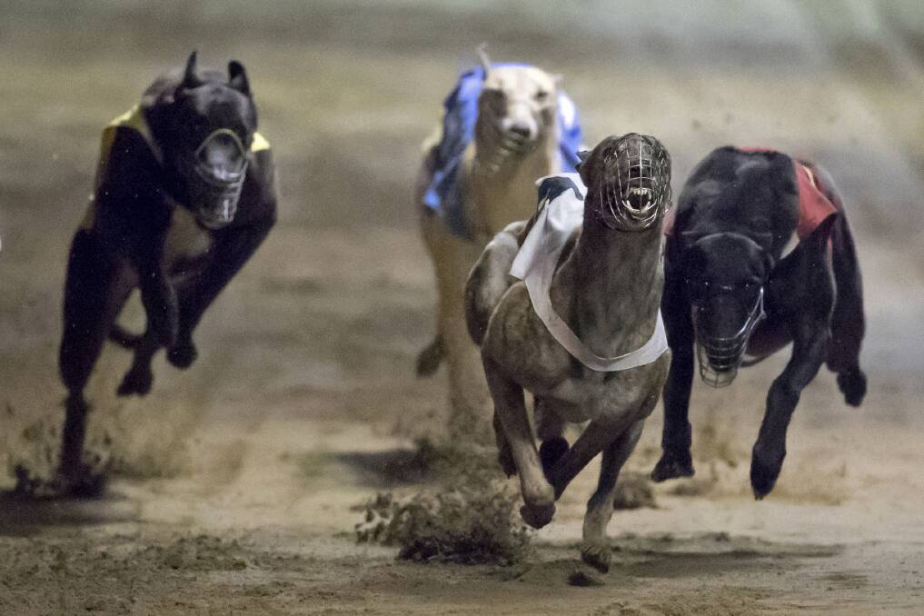 Prohibited substances in five samples from greyhounds when they raced in Brisbane, Capalaba and Ipswich in October and November last year. Photo: AP