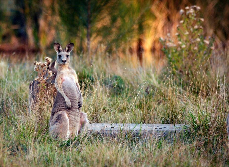 Drivers should be told to slow down in kangaroo-abundant areas. Photo: Mark Graham
