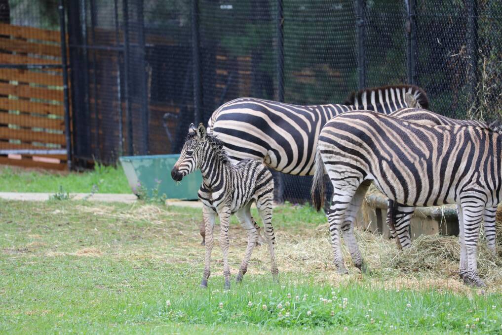 The new zebra foal, never too far from the herd.  Photo: National Zoo and Aquarium