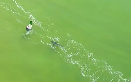 Drone footage captures a great white shark stalking unsuspecting surfers  Photo: NSW Department of Primary Industry