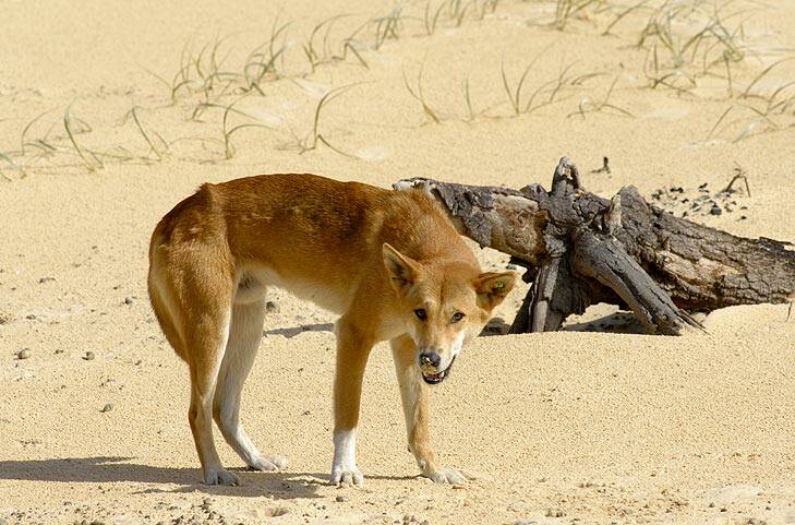Two dingoes has been euthanised following an attack. Photo: Supplied