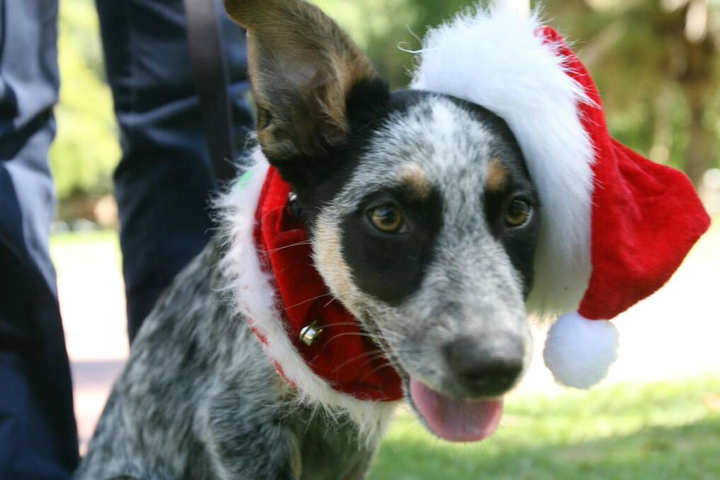 Dogs of Brisbane are invited to a special pooch party in the Fortitude Valley.  Photo: Peter Rae