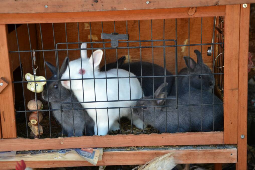 Rabbits were kept in cages without proper food or water. Photo: Supplied