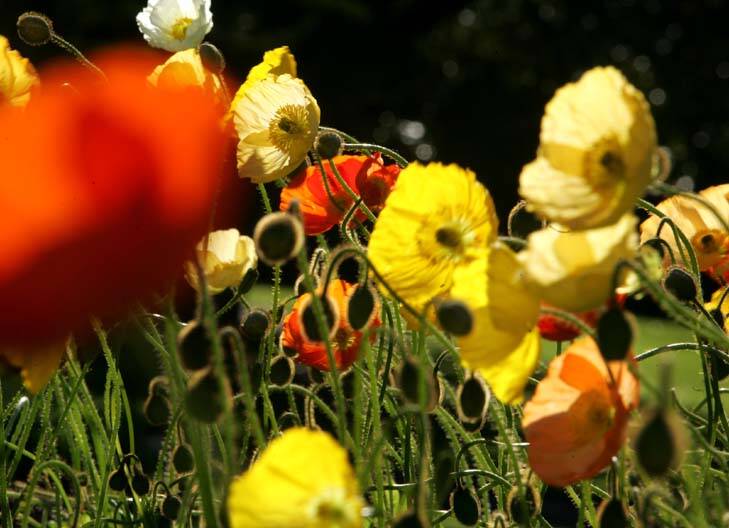 The culprits ... poppies on David Waite's farm, although tasty fodder for Emily's Dance, contained high amounts of morphine, codeine and papaverine. Photo: Leanne Pickett