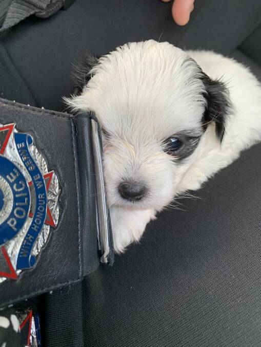 The second missing Maltese-Shih Tzu cross puppy who was taken from a Mitchelton home in Queensland has been found by police. Photo: Queensland Police Service