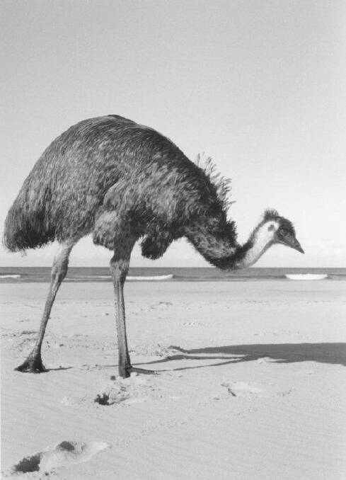 Thief: An emu on a the sand spit near Tuross. Photo: Klaus Hueneke