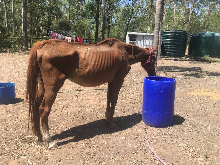 Another eight horses will be rescued next week. Photo: RSPCA Queensland