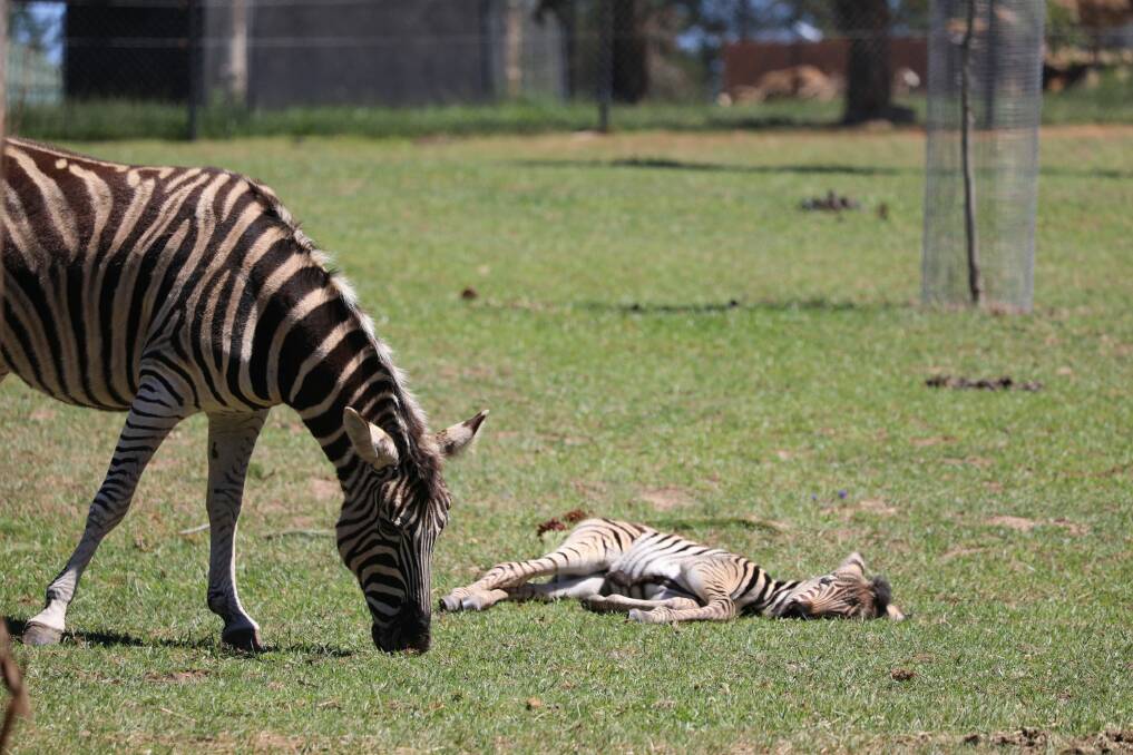 A new zebra foal born at Canberra's zoo in November. Photo: National Zoo and Aquarium
