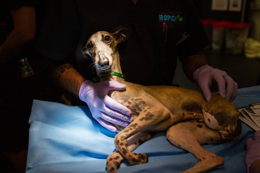 Animals were found in horrific conditions at a pet rescue group property in north Brisbane. Photo: RSPCA Queensland