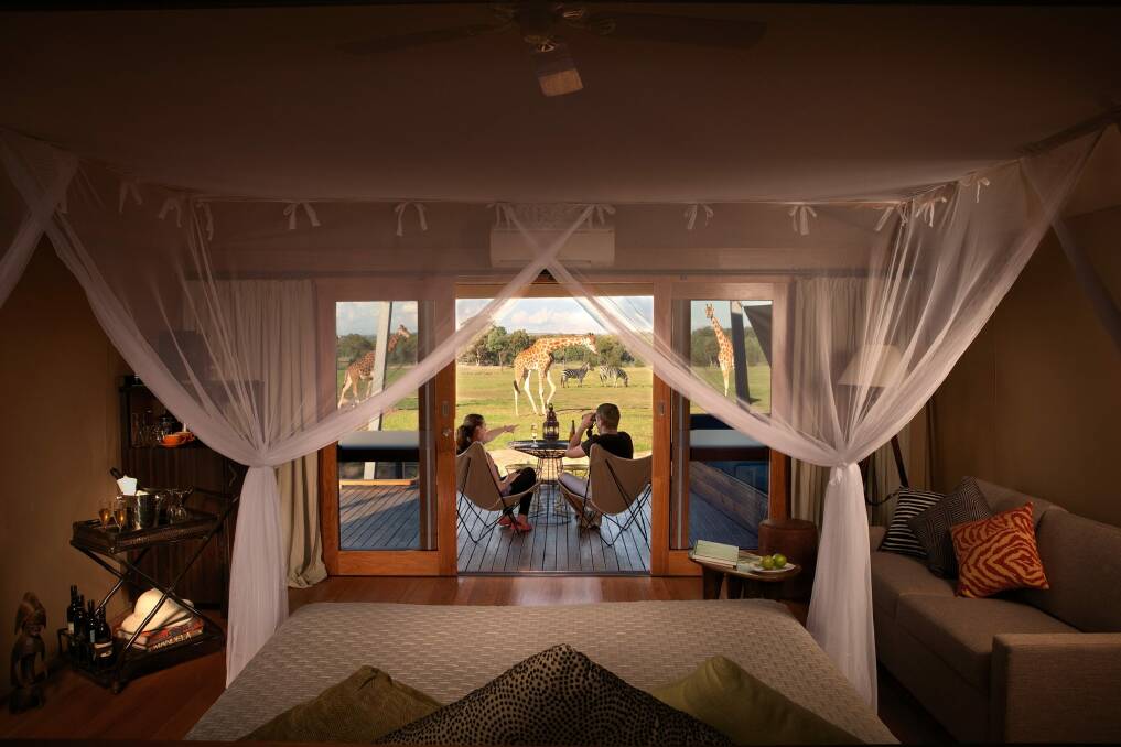 Out of Africa: The Zoofari Lodge has recently undergone a $2.1 million makeover and features 10 luxurious African inspired lodges on the edge of the Savannah exhibit. 