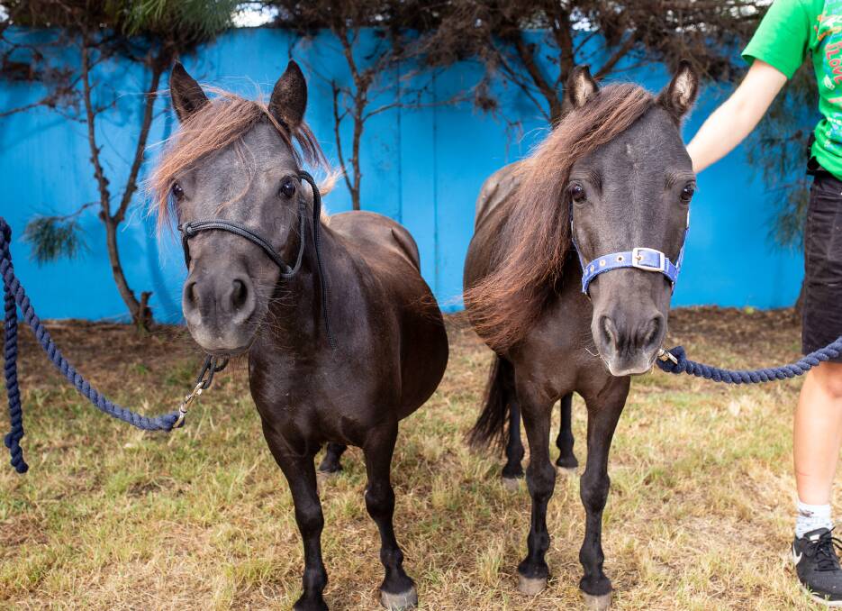 Two miniature horses are available for adoption from RSPCA Wacol. Photo: RSPCA Queensland