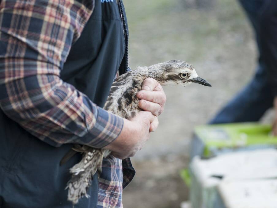 A Bush Stone-curlew in a conservationist's embrace.