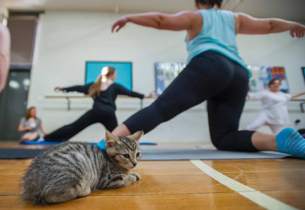 Cats & Mats Yoga