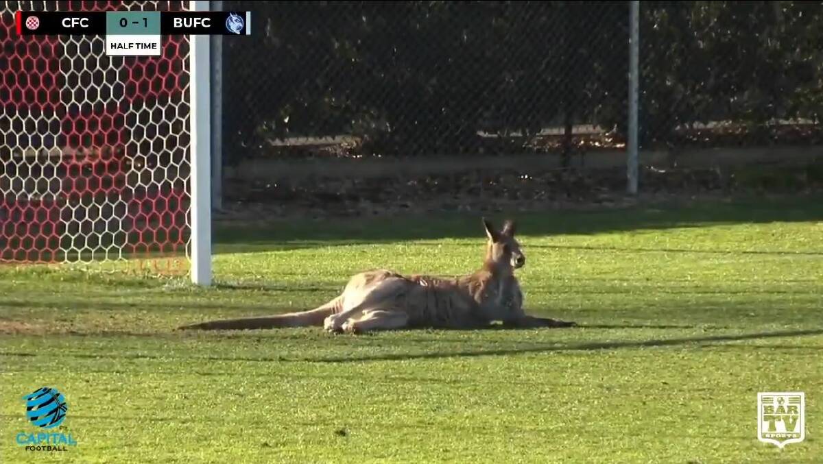 The kangaroo took up space in front of goals at Deakin Stadium. Photo: Supplied