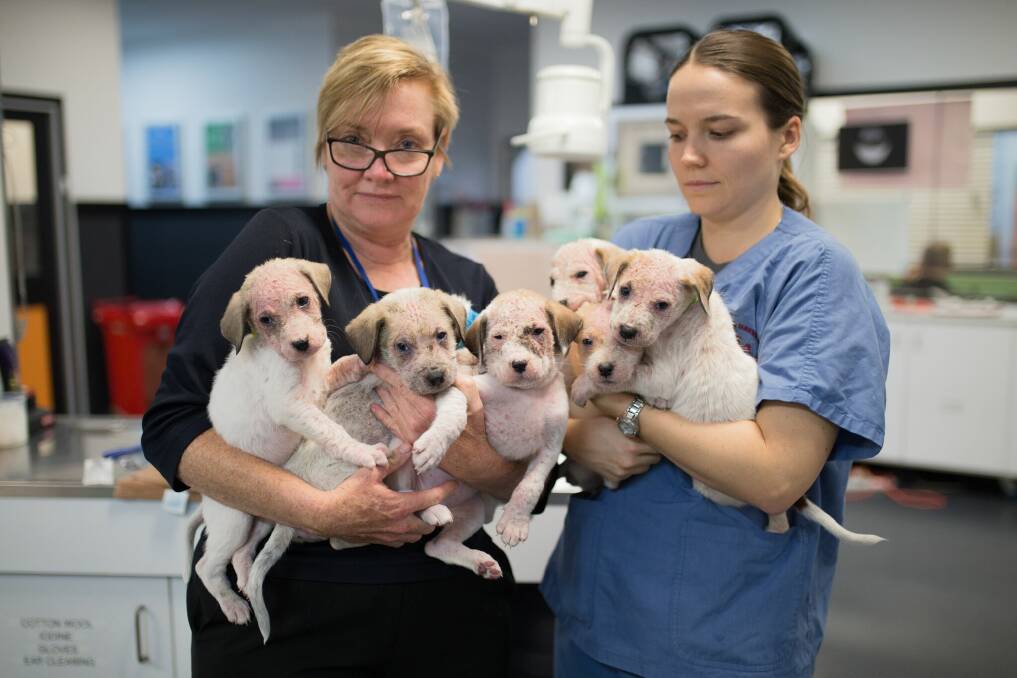 The puppies in the care of the RSPCA. Photo: RSPCA