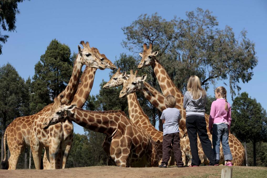 Dubbo safari: Taronga Western Plains Zoo stretches  over 300 hectares and there are now 500 animals of 65 different species – including giraffes.