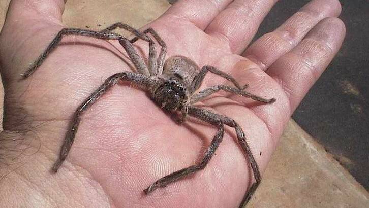 The Huntsman Spider Two Legs Good Eight Legs Err The Canberra Times Canberra Act