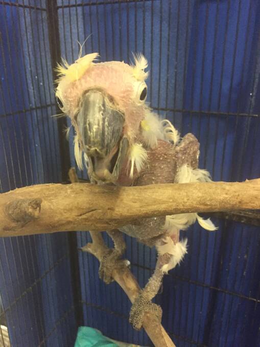 Birds were left with barely any feathers on their bodies. Photo: RSPCA Queensland