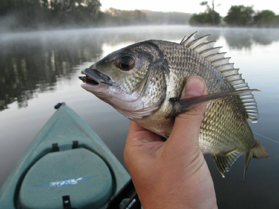 One species of bream communicates using verbal sounds. It is assumed they use the grunting noises to ward off predators and to find a mate.