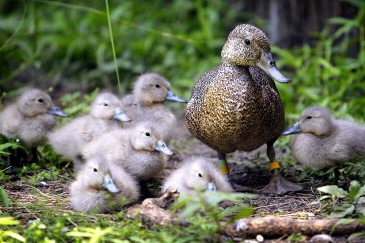 Like ducks to water: record breeding season
