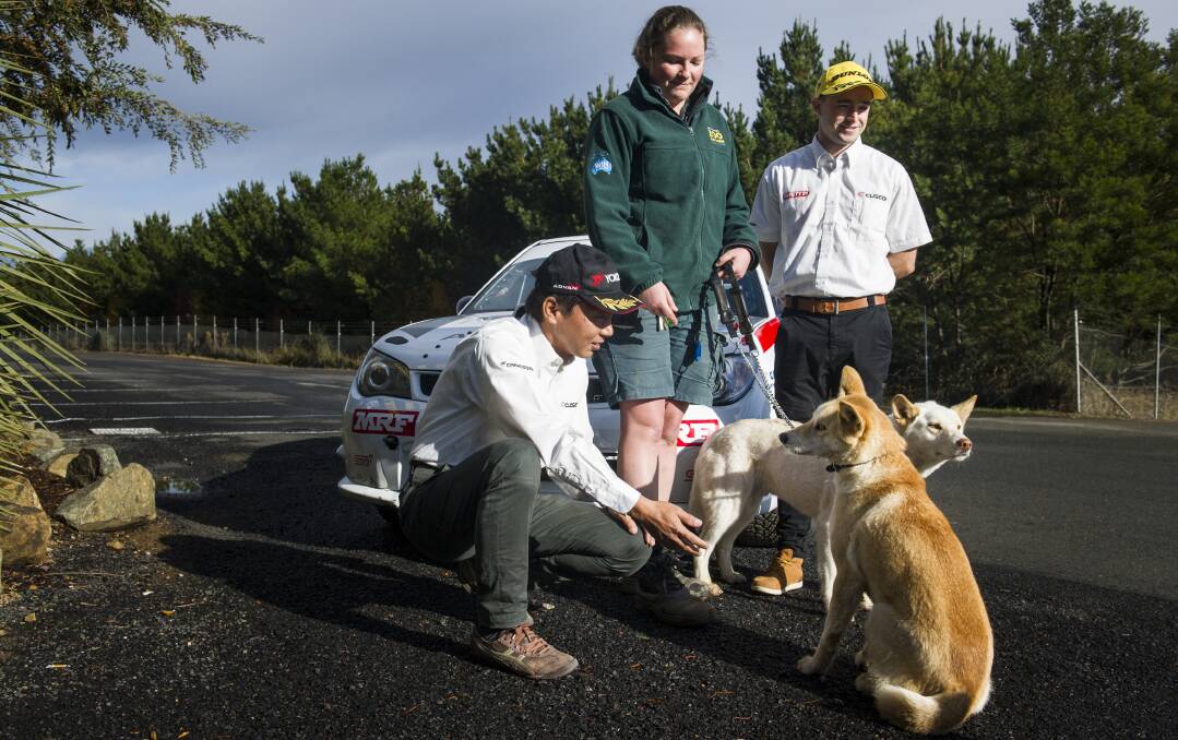 Rally drivers Yuya Sumiyami and Mike Young with Australian natives zoo keeper, Dr Danielle Johinke have a close encounter with dingoes Ponto and Kora.  Photo: Elesa Kurtz