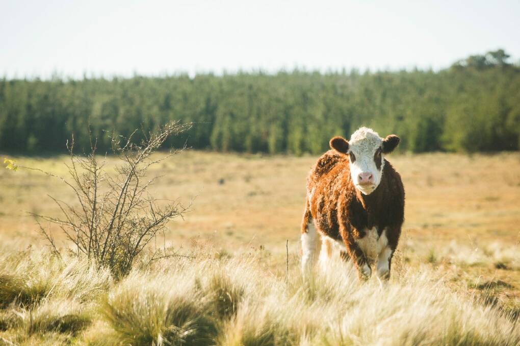 A Hereford cow grazing on land at Kowen Forest. Photo: Rohan Thomson