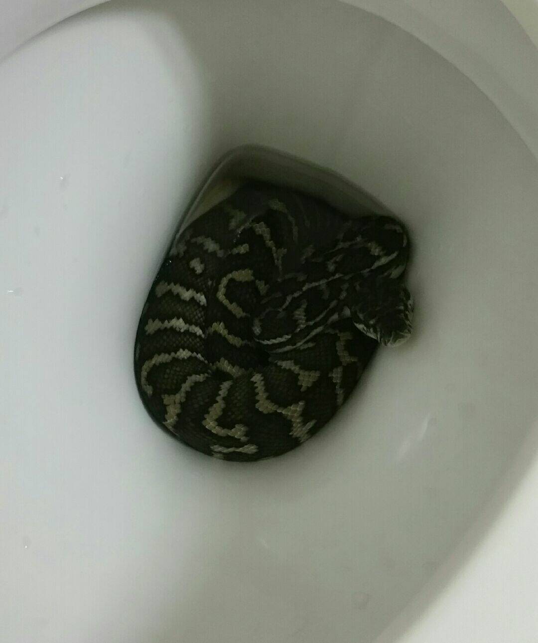 Australian woman bitten by snake in toilet