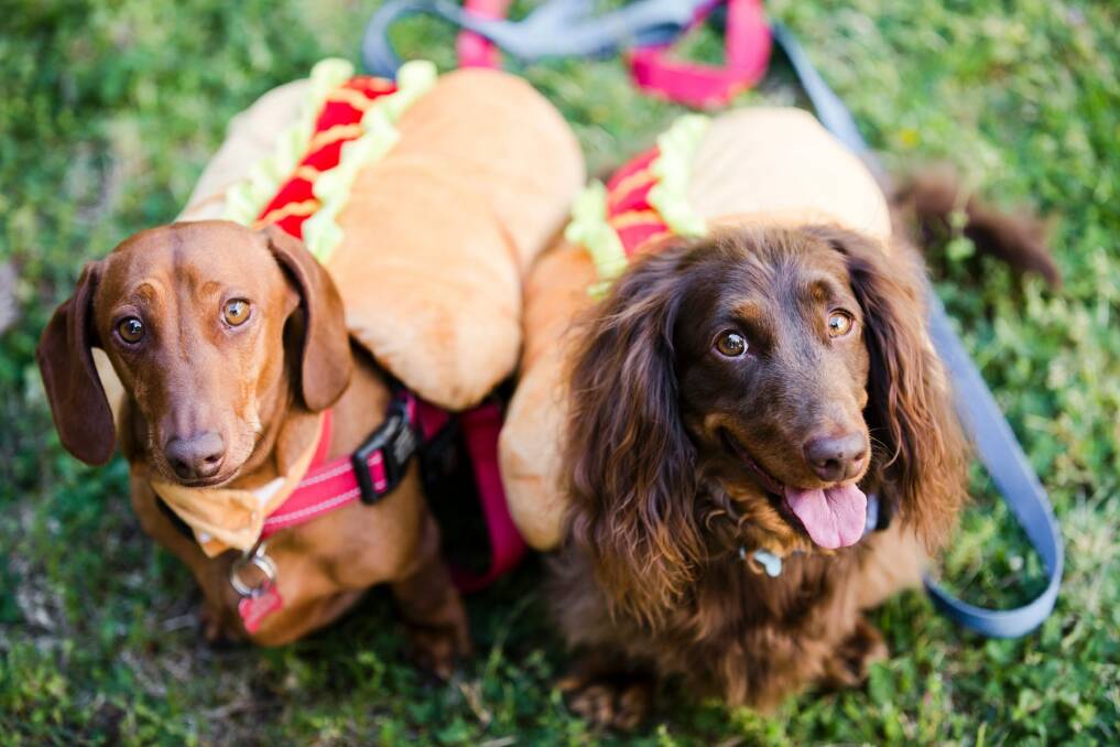 Archie and Biscuit, ready for sausage dog races at Haig Park in November. Photo: Jamila Toderas