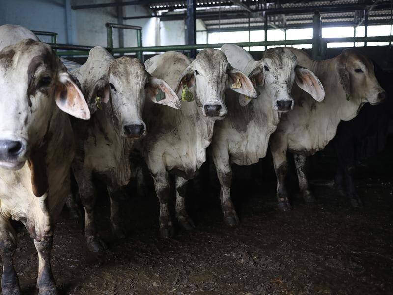 Australia can resume exporting live cattle to Indonesia after the Asian nation lifted its ban. (AP PHOTO)