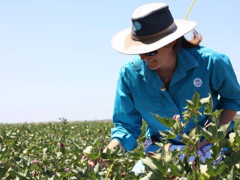 CSIRO scientists working with researchers abroad have identified a skills shortage in plant breeding (HANDOUT/CSIRO)
