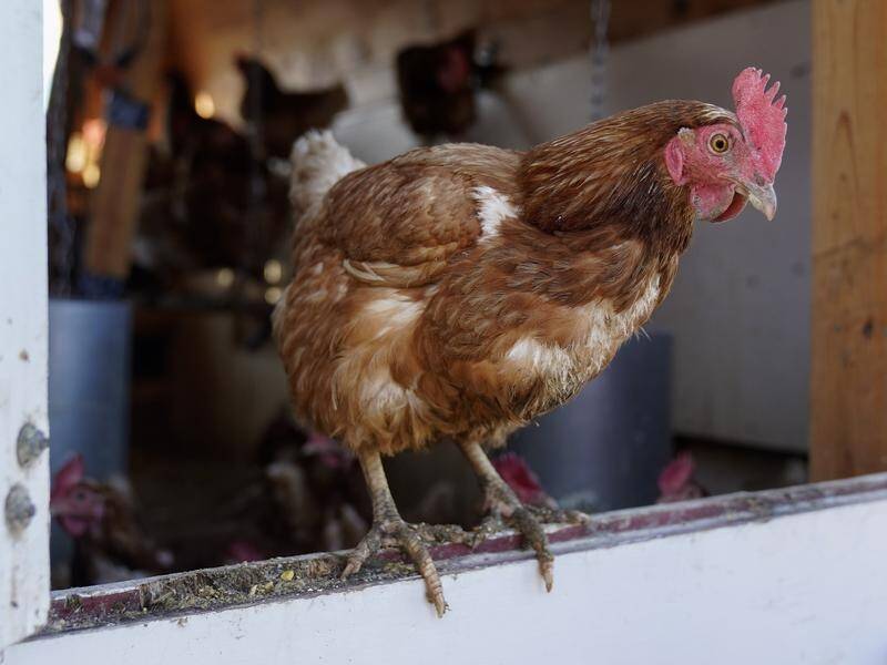 Different strains of avian influenza have been found in two states. (AP PHOTO)
