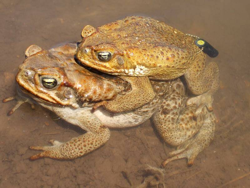 A water free "toad-break" zone will stop cane toads from infiltrating WA's precious Pilbara region. Photo: HANDOUT/Curtin University